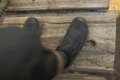 SHIMANO Baskets SHAM903 noir